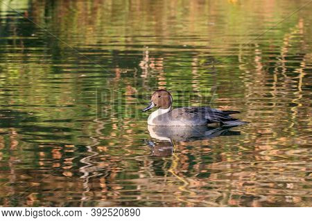 Northern Pintail Anas Acuta Male Swimming On River In Autumn. Cute Rare Duck On Water With Colorful 