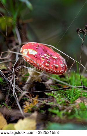 A Portrait Of A Fly Agaric Or Amanita Mushroom Standing In Between Some Forest Vegetation. The Red C
