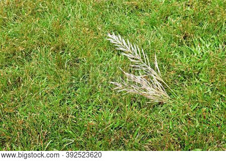 White Catkin Flowers On Green Grass Background And Emtry Space -top View