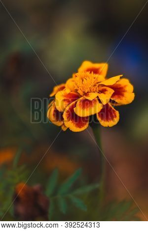 Chernobrivets Flower Beautiful Macro Photo On The Desktop