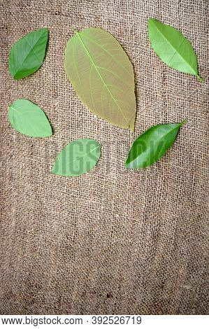 Some Green Leaves On Golden Background And Emtry Space With Top View