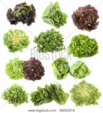 Salata çeşitleri
