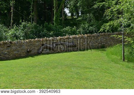 A Beautiful Dry Stone Wall With An Architectural Tree Built Through It At The Newt, A Country Garden