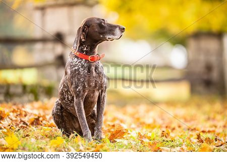 Gsp Dog Looking To A Side While Sitting In A Park During An Autumn Day. German Shorthaired Pointer.