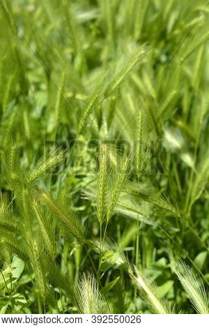 Wall Barley - Latin Name - Hordeum Murinum