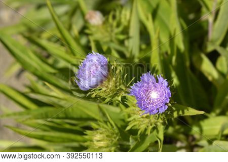Stokes Aster Flowers - Latin Name - Stokesia Laevis