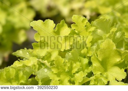 Coral Bells Lime Marmelade Leaves - Latin Name - Heuchera Lime Marmelade