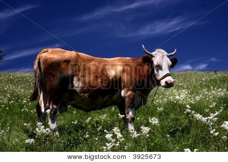 Cow On The Meadow