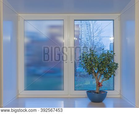 On The Window Sill, In A Blue Flower Pot, There Is A Tolstyanka Tree, A Genus Of Succulents Of The T
