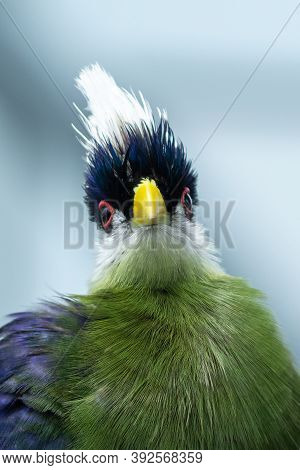 The White-crested Turaco (tauraco Leucolophus) Perches On A Rainforest Tree In West Africa Looking A