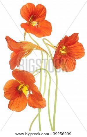 Nasturtium