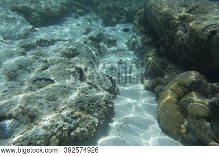 The Wonderful Sea Life