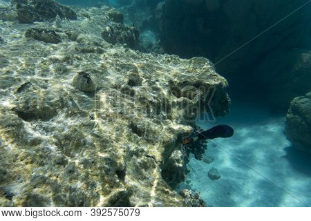 The Wonderful Sea Life Of New Caledonia
