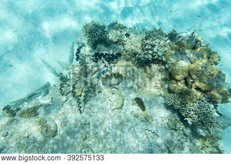 The Wonderful Sea Life Of New Caledonia
