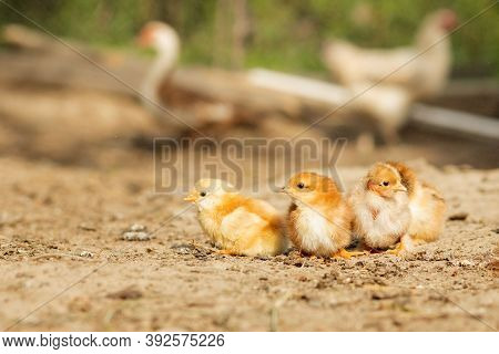 Portrait Of Easter Little Fluffy Chickens Walking In The Yard On The Farm Yard On A Sunny Spring Day