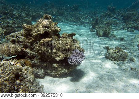 View Of The Amazing Sea Life