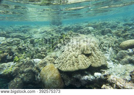 View Of The Amazing Sea Life Of New Caledonia