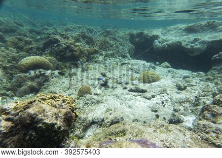 View Of The Amazing Sea Life