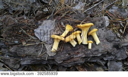 Chanterelle Mushrooms On A Piece Of Bark. Picking Mushrooms In The Forest. Selective Focus.