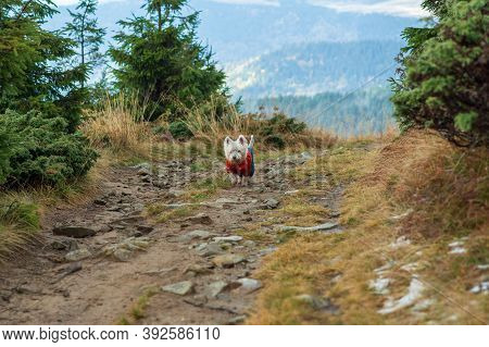 Dog Walking Along The Path. Hiking With A Dog.