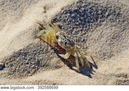 Atlantic Ghost Crab Walking On The Sand Beach In Noosa National Park