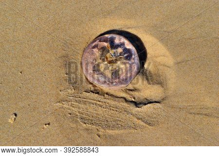 Jellyfish Medusa On The Sand Beach In Noosa National Park