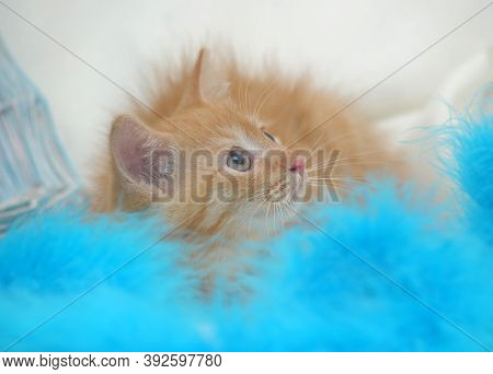 Beautiful Fluffy Ginger Kitten In Cattery Close Up