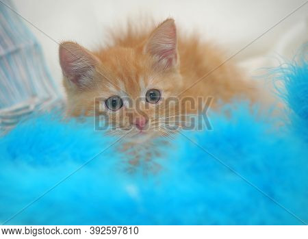 Beautiful Fluffy Ginger Kitten In Cattery  Close Up