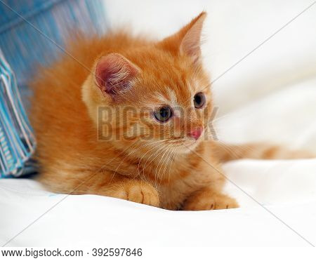 Beautiful Fluffy Ginger Kitten In Cattery Close Up