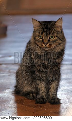 Luffy Brown Cat Looking At The Camera