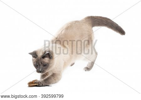 Cat In The Jump For The Toy Catches Prey With Front Paws.