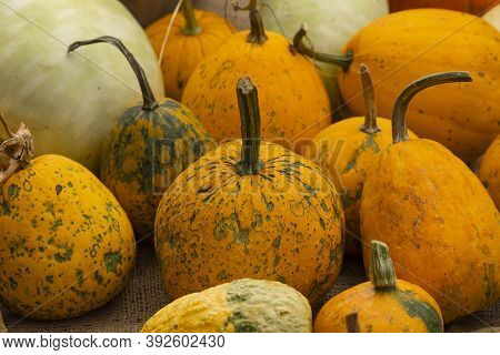 Collection Of Huge Pumpkins, Of All Shapes, Colors And Sizes, Exhibited In Baskets Or On The Ground,