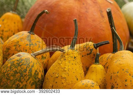 Collection Of Huge Pumpkins, Of All Shapes, Colors And Sizes, Exhibited In Baskets Or On The Ground,