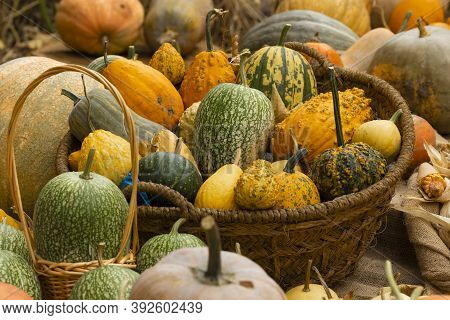 Collection Of Huge Pumpkins, Of All Shapes, Colors And Sizes, Exhibited In Baskets Or On The Ground,