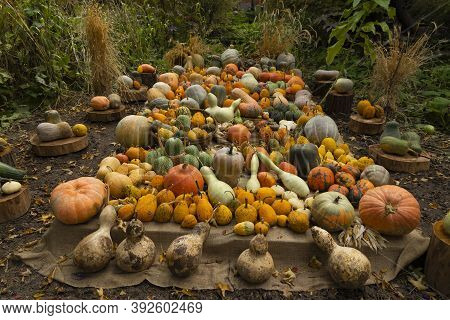 Collection Of Huge Pumpkins, Of All Shapes, Colors And Sizes, Exhibited In Baskets Or On The Ground,