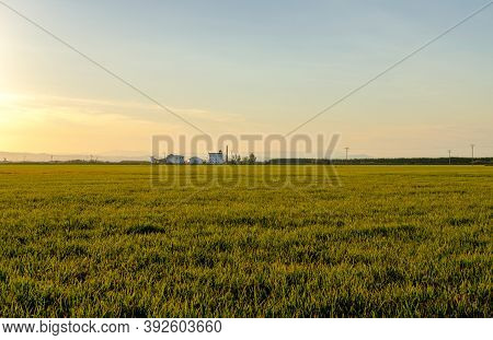 Albufera Valencia Rice Plant, Oryza Sativa Field, Seeds To Harvest Food Spain