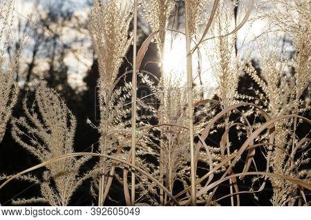 A Variety Of Zebra Grass During Flowering. Miscanthus Sinensis, The Maiden Silvergrass, Is A Species