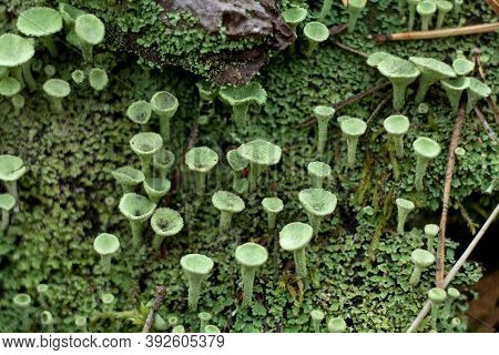 Cladonia Fimbriata Or Pixie Cup Lichen And Moss Growing On The Forest Floor Macro Selective Focus Ph