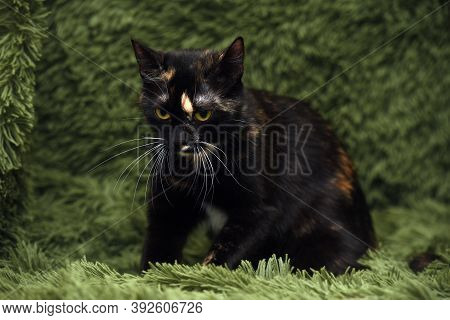 Black With Red And White Cat On A Green Background