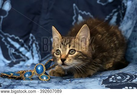 Cute Brown Striped Kitten On A Blue Background With A Beads On His Neck