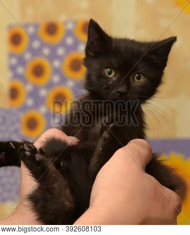 Black Little Kitten In  Arms Close Up