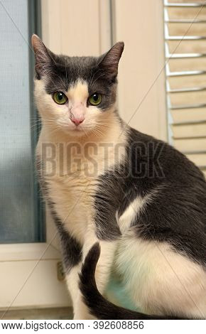 Gray And White Shorthair Cat With Green Belly After Sterilization