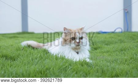 The Persian Cat Lied On The Grass In The Lawn
