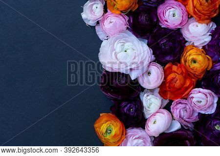 Ranunculus Flowers Border On Minimal Black Background With Copy Space