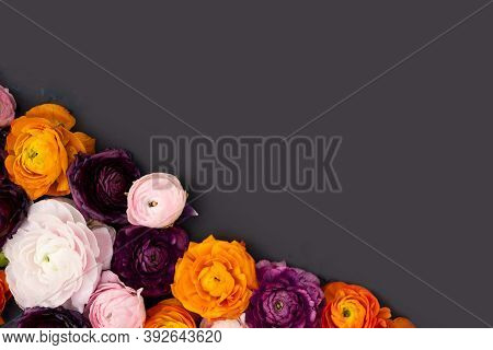Ranunculus Flowers Border On Minimal Black Background