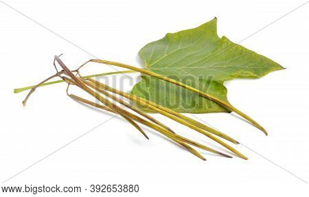 Catalpa, Commonly Called Catalpa Or Catawba. Pods Isolated On White