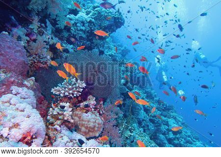 Beautiful Tropical Coral Reef With Sea Fan Coral. Scuba Divers On The Background.
