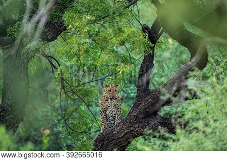 An Angry Wild Leopard Or Panther On Tree Trunk In Natural Monsoon Green Background At Jhalana Forest
