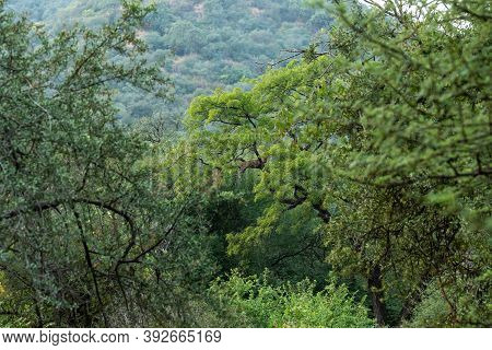 Habitat Image Of Wild Leopard Or Panther Resting On Tree In Natural Monsoon Green At Jhalana Forest 