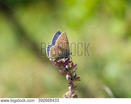 Adonis Blue Male (polyommatus Bellargus) Butterfly On Blooming Plant In Summer Meadow